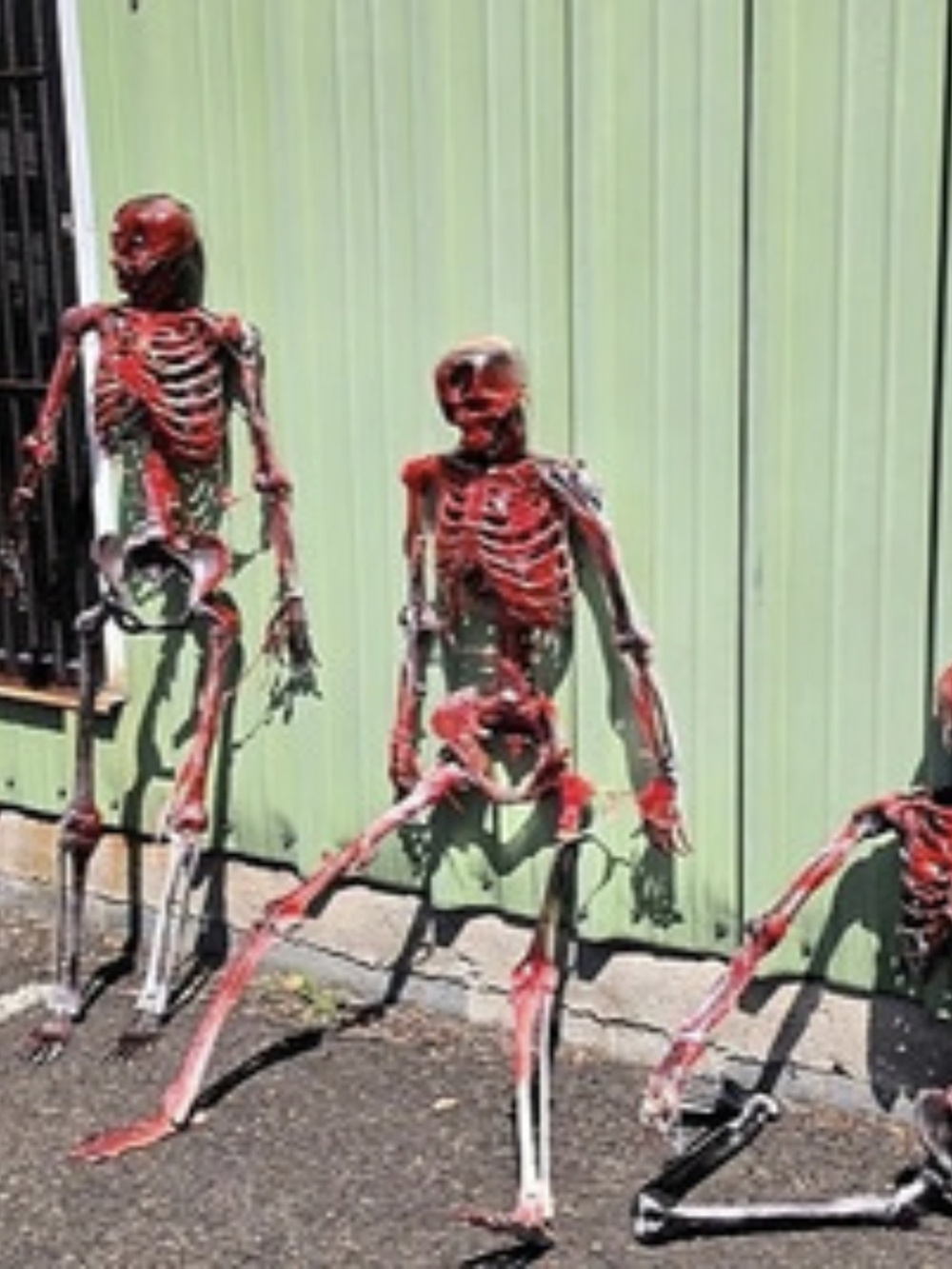 6ft Posable Skeleton. Custom Order. 7 Available